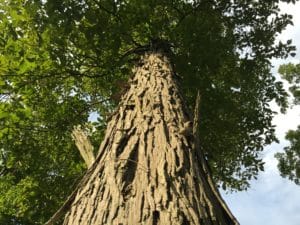 Shaggy bark of a shagbark hickory trunk.