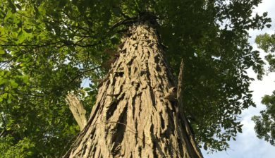 Looking up at the shaggy bark of a shagbark hickory trunk.
