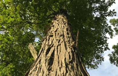 Looking up at the shaggy bark of a shagbark hickory trunk.