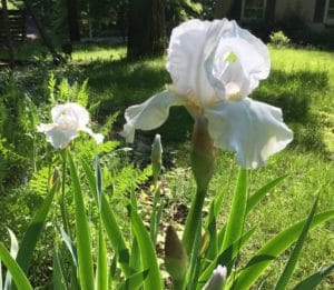 Dividing White bearded iris in garden