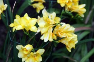 Close up of yellow freesia flowers