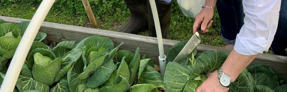 A woman cutting cabbage out of garden