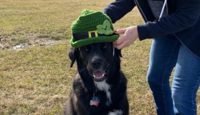 Black lab mix dog wearing a St. Patricks day hat.