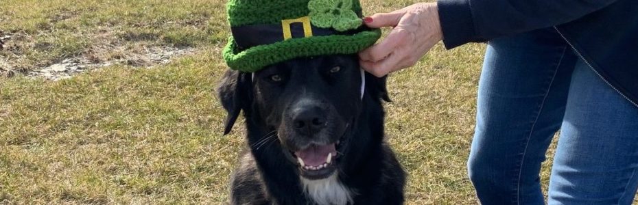 Black lab mix dog wearing a St. Patricks day hat.