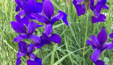 Closeup of Purple Siberian Iris to be divided