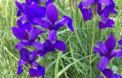 Closeup of Purple Siberian Iris to be divided