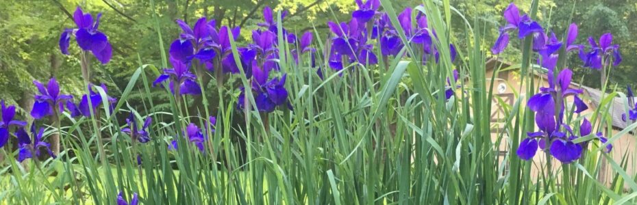 Purple Siberian Iris in front of a barn
