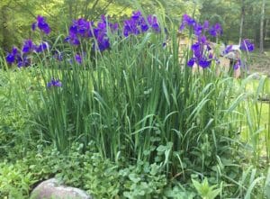 Dividing Purple Siberian Irises in rock garden