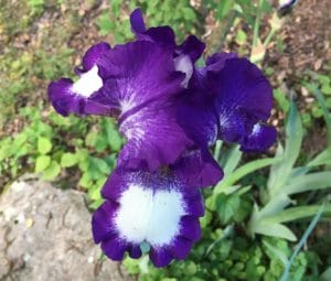Flower of Purple and White Bearded Iris to be divided