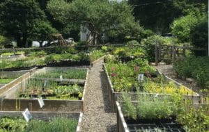 Large vegetable garden with wooden raised bedsl