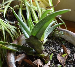 A renjuvenated aloe plant wiht new shoots