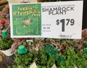 Shamrock-Plants-for-Sale