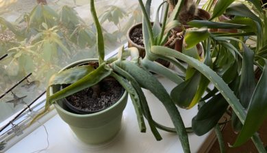 A top heavy aloe plant in window with other plants