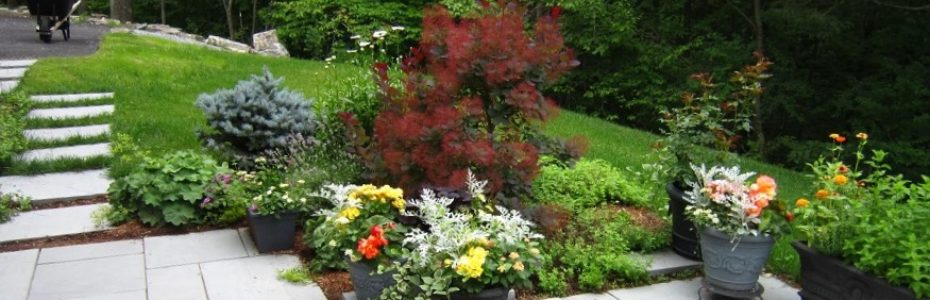 A bluestone patio with a smokbush sorrounded by flowering perennials