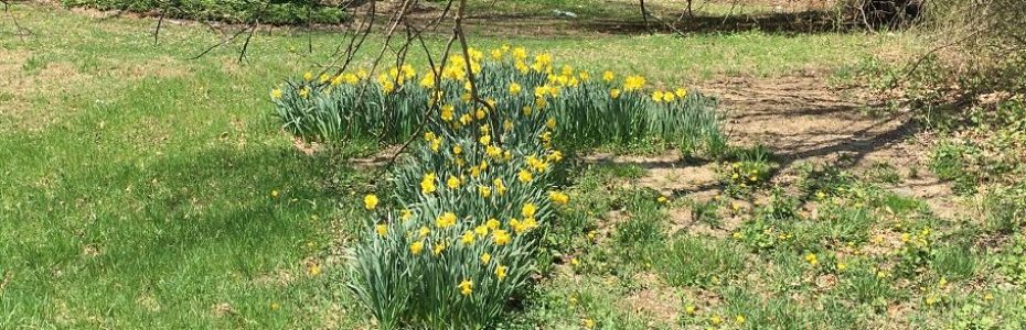 a garden of yellow daffodils in the shape of a cross