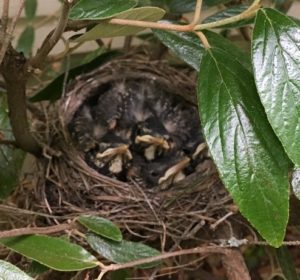 nest of neborn baby robins