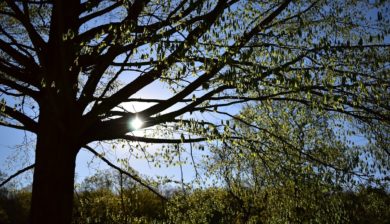 sunbeam through branches of beach tree with emerging leaves