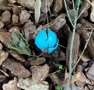 blue robins egg broken on pine bark mulch
