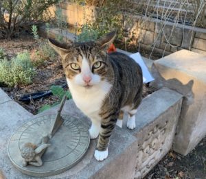 Tabby cat on garden wall