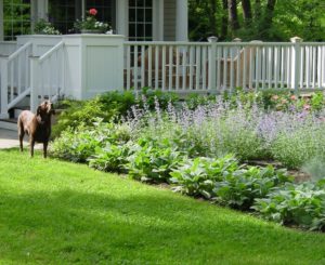 a brown dog sniffing the air in front of a flower garden