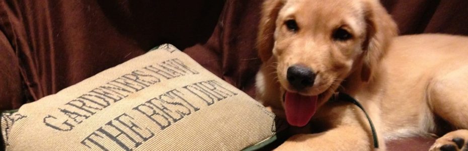 Golden puppy next to pillow that says Gardeners Have the Best Dirt