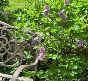 Lilac shrub in bloom next to garden bench