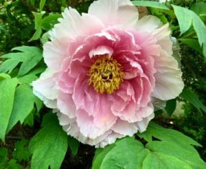Pale pink peony flower wiht yellow center