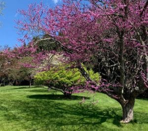 redbud tree wiht hot pink blooms coating branches