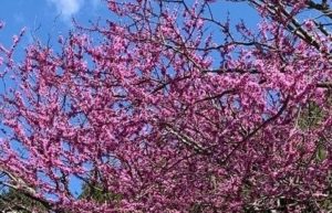 redbud tree wiht hot pink blooms coating branches