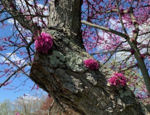 trunk of tree withi hot pink flower clusters that look like pom-poms