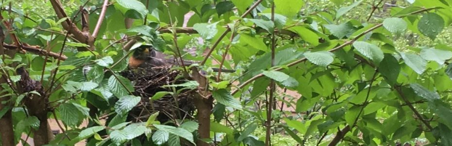robin on nest in viburnum shrub