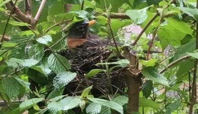 robin in nest
