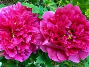 two hot pink peony flowers