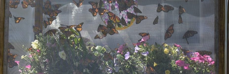 monarch butterflies in a wood and screen cage ready to be released