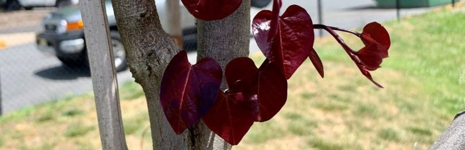 emerging dark red heart-shaped forest pansy redbud leaves
