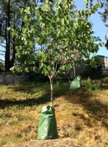 A newly planted tree with a green tree gator bag for watering
