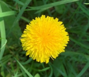 closeup of a yellow dandelion in lawn