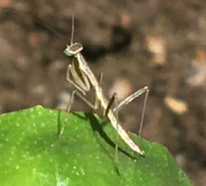a newborn praying mantis on oregeno leaf