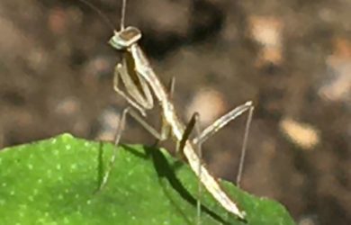 a newborn praying mantis on oregeno leaf