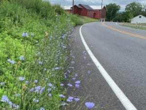 a swath of purple wild bachelor buttons on side of the road