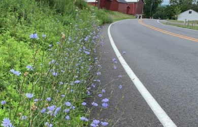 a swath of purple wild bachelor buttons on side of the road