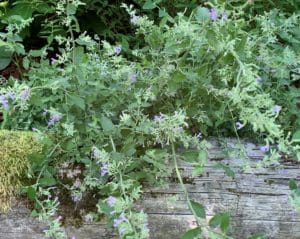 blue-green foliage catmint wiht small purple flowers cascading over wood retaining wall