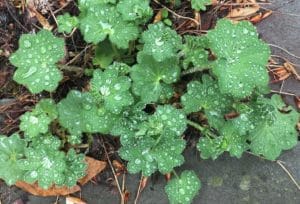 lady's mantle leaves with water droplets