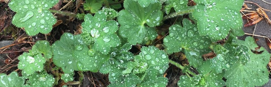 lady's mantle leaves with water droplets