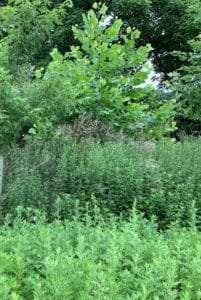 a colony of invasive mugwort in front of sycamore tree