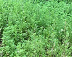 a colony of mugwort which looks like Chrysanthemum