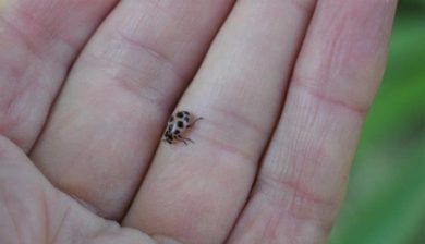 native beneficial ladybug on a hand
