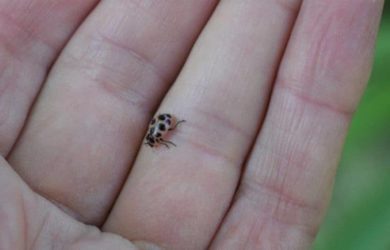 native beneficial ladybug on a hand