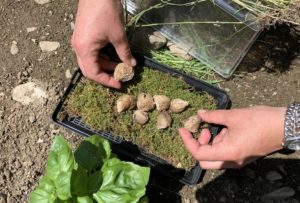 A woman's hands holding praying mantis nests that look like dry brownish marshmallows