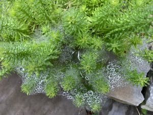 lime green sedum with webs and water droplets